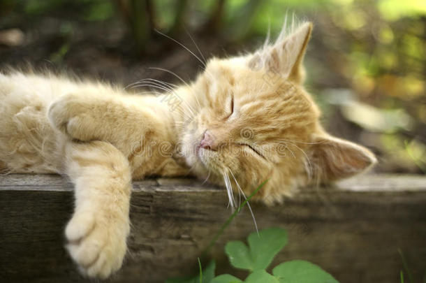 红色的小猫睡眠采用热的一天<strong>午睡</strong>