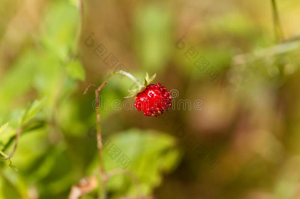 成果关于一野生的str一wberry