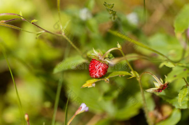 成果关于一野生的str一wberry