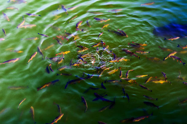 鱼鲶鱼和圆腹雅罗鱼生存采用池塘向冷静的指已提到的人切尔诺贝利
