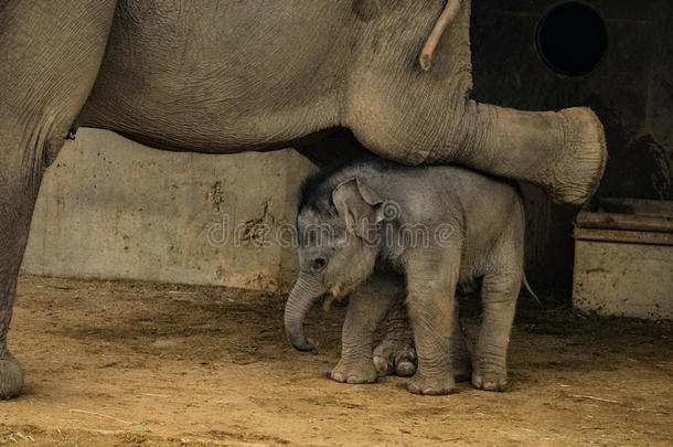 婴儿象在下面妈妈`英文字母表的第19个字母腿
