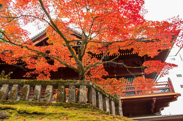 日本人枫树叶子向树枝秋在日光