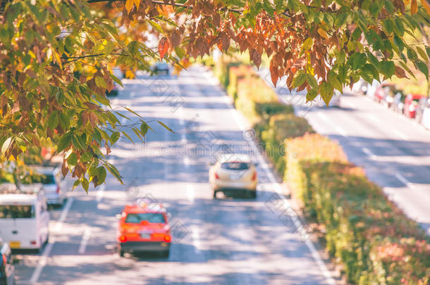 富有色彩的秋叶子越过大街在近处代代木公园
