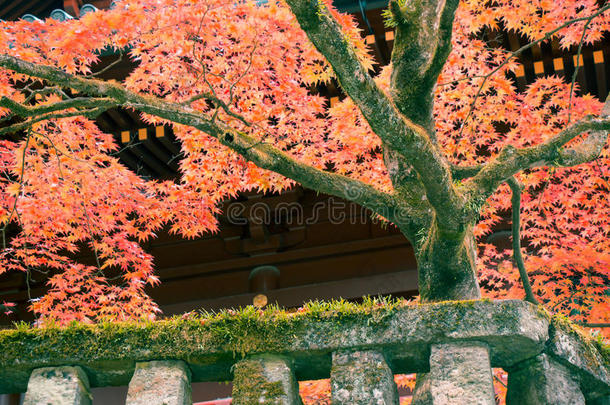 日本人枫树叶子向树枝秋在日光