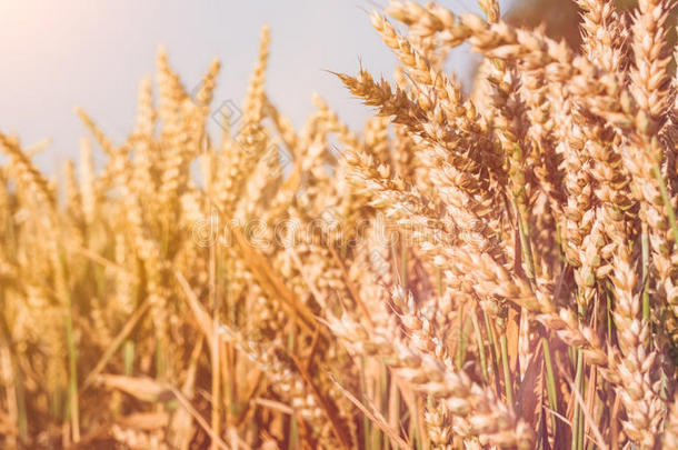 干的干燥的金色的小麦穗向和煦的：照到阳光的一天准备好的为收割