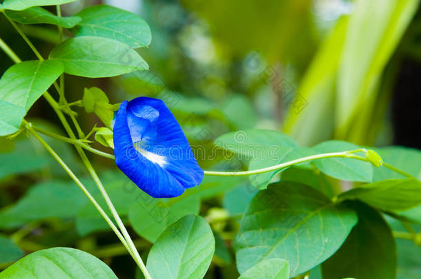 蝴蝶豌<strong>豆花</strong>