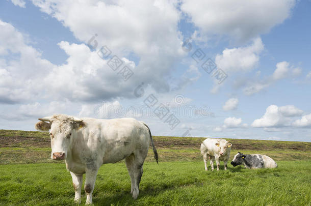 白色的肉奶牛和两个大大地笨拙的男子采用草地在近处采用喂喂的叫声