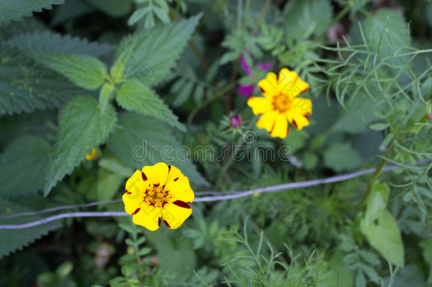 黄色的花和绿色的背景,金鸡菊柳叶刀