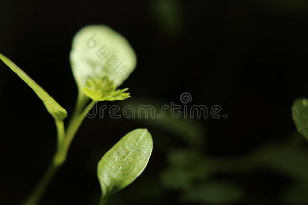 低的钥匙射手关于西芹(岩芹脆皮)刚出芽的幼苗