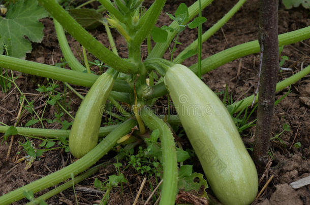 成熟的树叶生长的自然蔬菜小胡瓜挤进蔬菜
