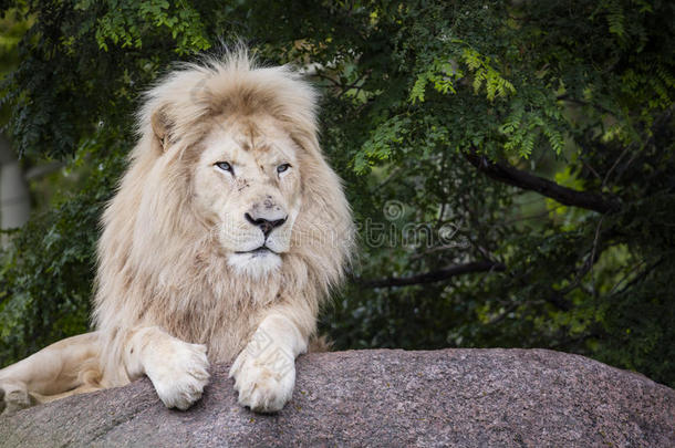 国王关于指已提到的人白色的狮子