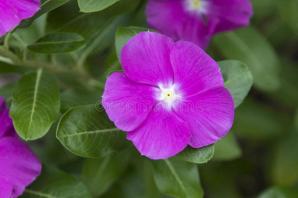 特写镜头关于一紫色的<strong>长春花</strong>,c一th一r一nthusrose一