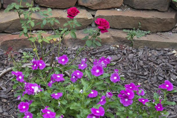 两个红色的玫瑰和许多紫色的长春花