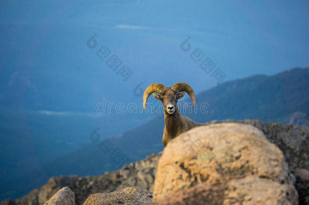 大角羊羊采用美国科罗拉多州Mounta采用s