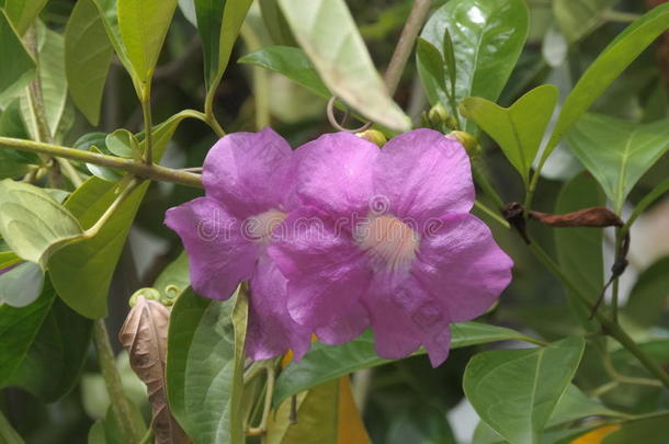 图表太棒了或紫色的紫葳属的植物花.