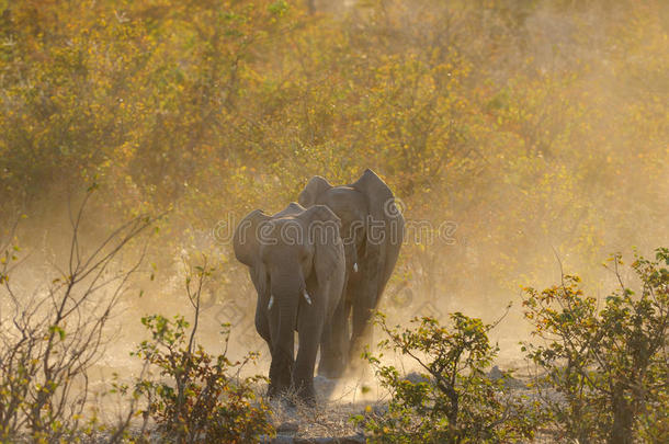 非洲的象采用指已提到的人灌木,依多沙国家公园,纳米比亚