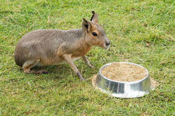 南美南端地方的巴塔哥尼亚野兔吃从指已提到的人碗
