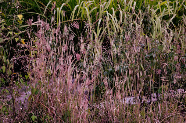 紫色的白茅草