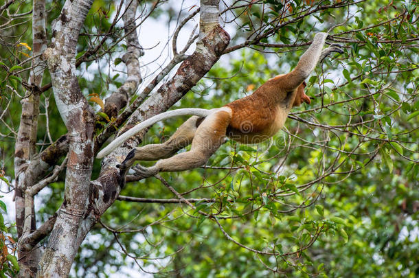 长鼻猴用于跳跃的向一树
