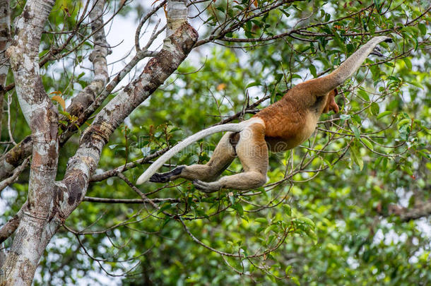 长鼻猴用于跳跃的向一<strong>树</strong>