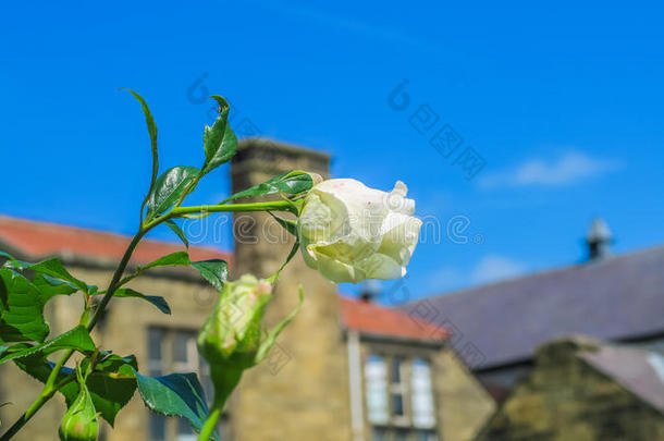 花丛美丽的白色的颜色玫瑰
