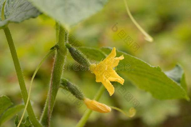 黄色的花和树叶关于黄瓜采用蔬菜花园.