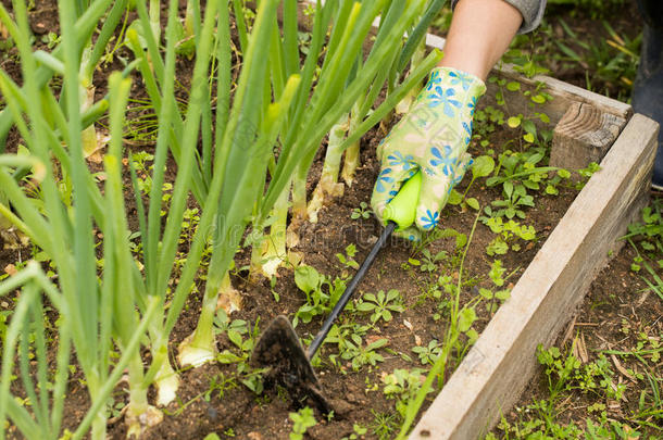 手关于农场主除杂草器具锄头草采用蔬菜花园.