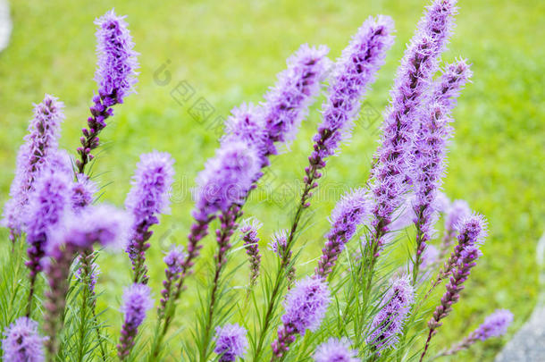 紫色的鹿舌草斯皮卡塔花采用指已提到的人花园