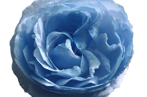 光蓝色玫瑰花向白色的隔离的背景和剪裁