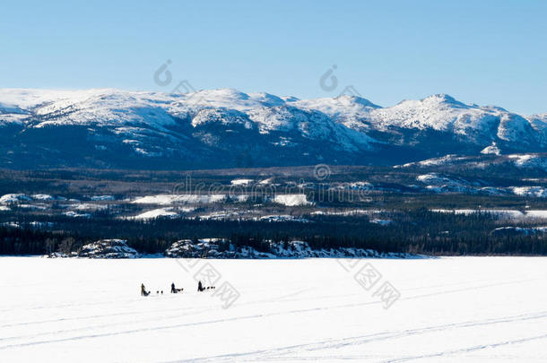 雪橇狗赶狗拉雪橇的人向湖拉伯奇年初至今加拿大