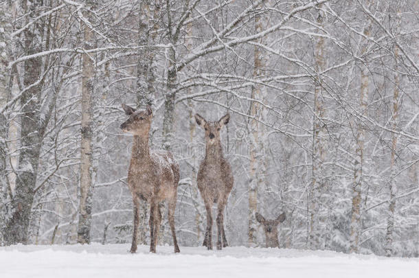 让它雪:两个雪-大量的红色的<strong>鹿鹿</strong>科台向指已提到的人oatunit麦片