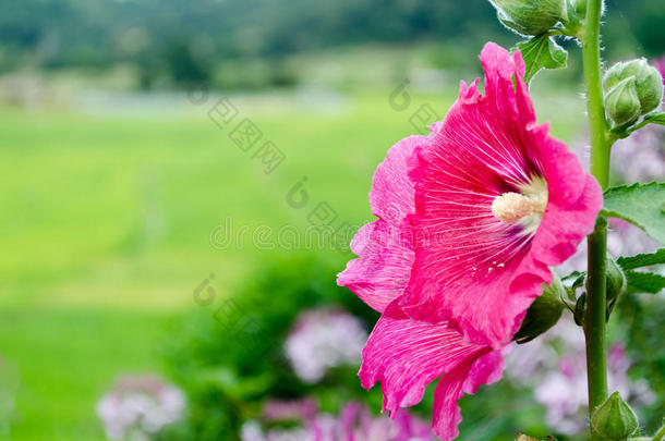 粉红色的花和稻田农场