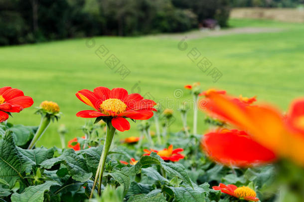 粉红色的花和稻田农场