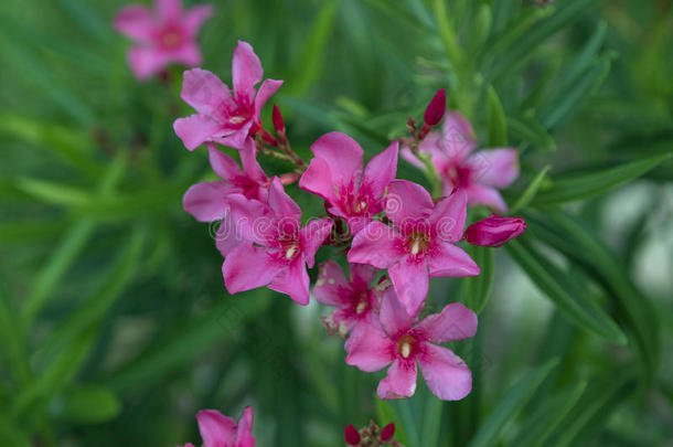 粉红色的长春花花