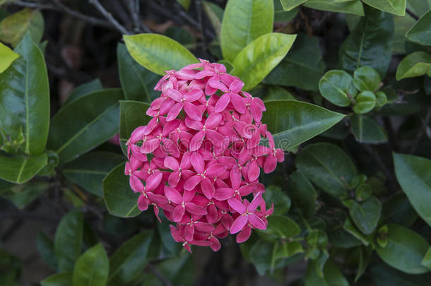 粉红色的花关于五星花属柳叶刀