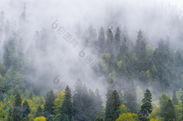 冷杉-树森林薄雾