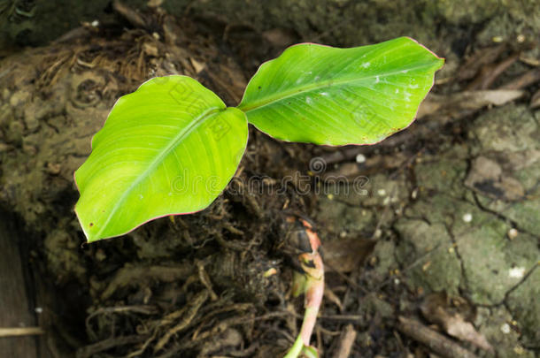 香蕉<strong>根茎</strong>放向湿的地面