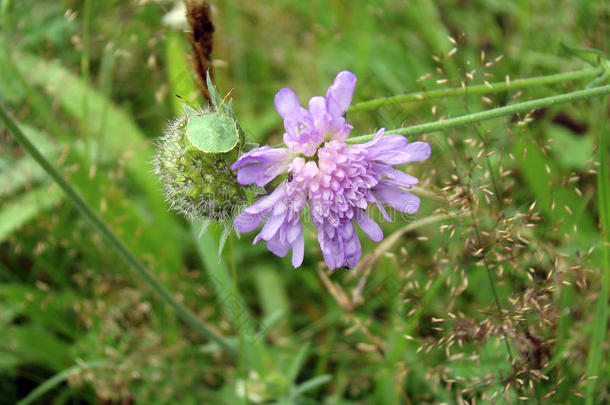 一昆虫和一虱子向一紫罗兰花