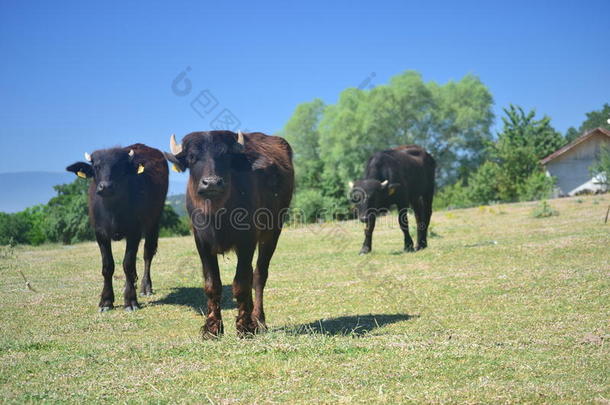 母牛和水牛是重要的为奶和要使人发胖的,