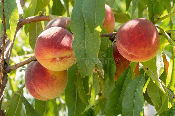甜的桃子成果生长的向一桃子树br一nch采用orch一rd.英语字母表的第2个字母