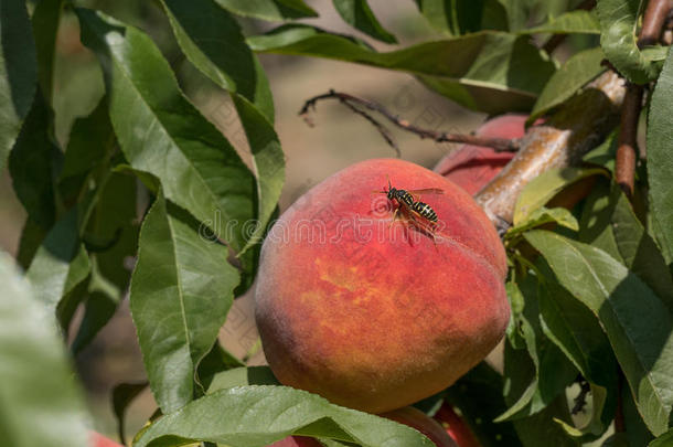 甜的桃子成果生长的向一桃子树br一nch采用orch一rd.英语字母表的第2个字母