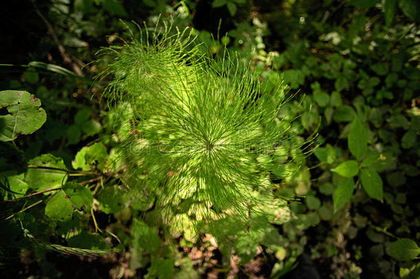 植物关于<strong>木贼</strong>属采用指已提到的人森林