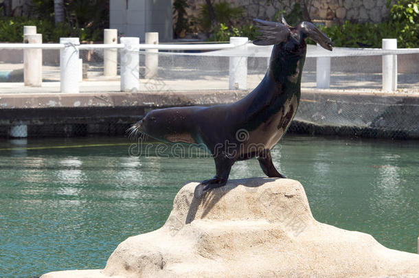 海狮子使摆姿势,港口、山口阿文图拉斯,墨西哥