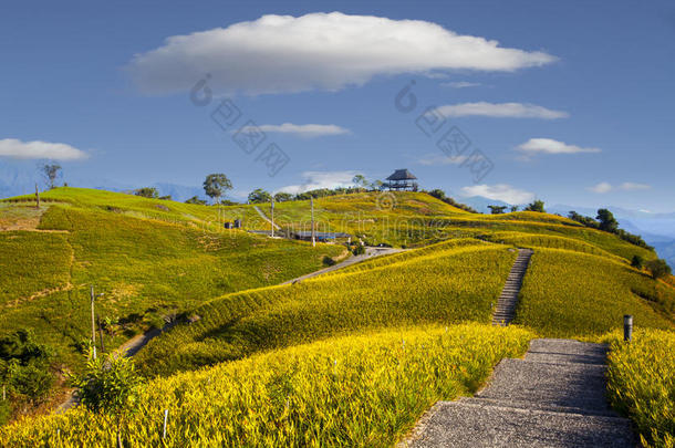 桔子黄花菜花在num.六十石头山,富利,花莲,int.谢谢