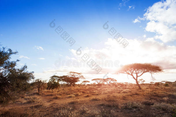风景关于干的干燥的和干旱的非洲的无树<strong>大草原</strong>