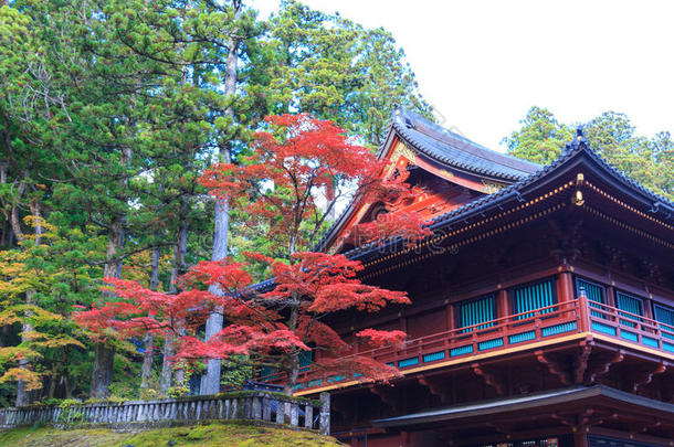 秋枫树树在近处小蓝鸟庙关于日光,黑色亮漆
