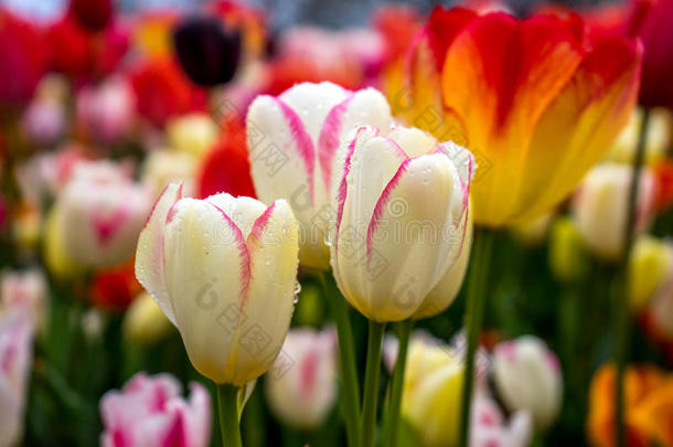 色彩斑斓的白色郁金香花和美丽的背景向一双桅船