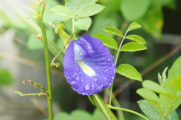 蝴蝶豌豆紫色的花盛开的采用后院花园