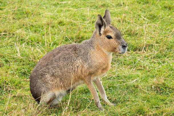 南美南端地方的巴塔哥尼亚野兔,大大地啮齿目动物