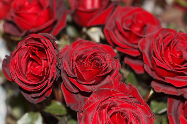 节日的花束关于很漂亮红色的玫瑰